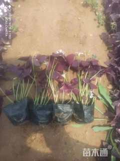 高度20厘米红花酢浆草