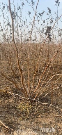 高度150厘米珍珠梅