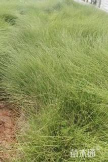 高度25厘米粉黛乱子草