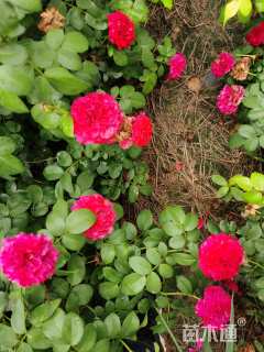 高度50厘米月季