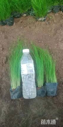 高度25厘米细茎针茅