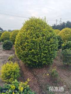 冠幅250厘米金冠女贞球