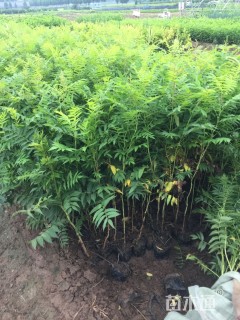 高度60厘米华北珍珠梅