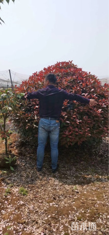 冠幅300厘米红叶石楠球