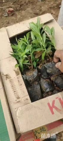 高度20厘米宿根福禄考