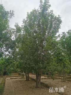 高度700厘米丛生国槐