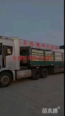 然艺花卉旱金莲种子