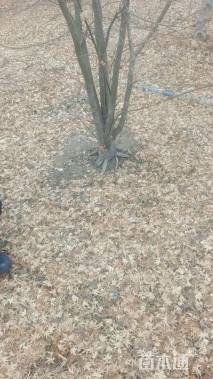 高度300厘米丛生鸡爪槭