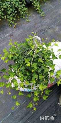 主蔓长30厘米洋常春藤