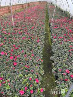 高度20厘米西洋杜鹃