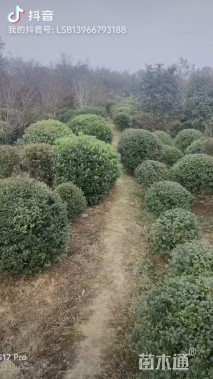 冠幅100厘米水蜡球