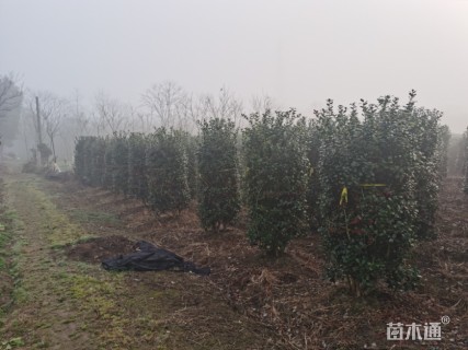 无刺枸骨
