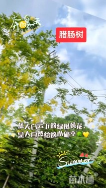 15公分腊肠树