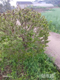 高度120厘米三角梅