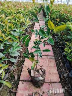 0.5公分红叶石楠