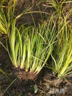 高度30厘米金线菖蒲