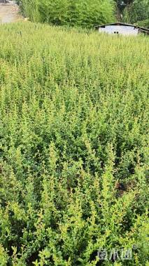 高度40厘米火棘