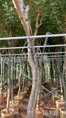 5公分黄花风铃木