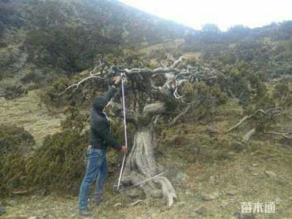 高度260厘米侧柏