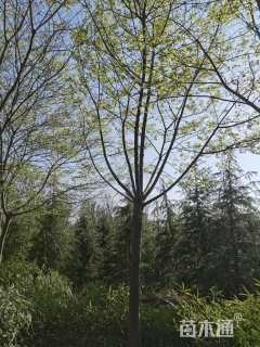 15公分朴树