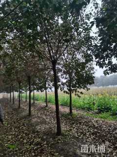 10公分大叶女贞