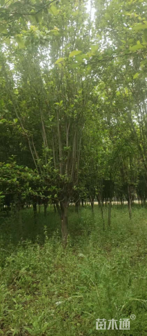 10公分西府海棠