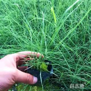 高度30厘米粉黛乱子草
