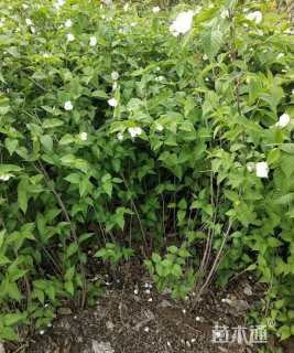 高度80厘米棣棠