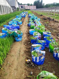 高度35厘米花菖蒲