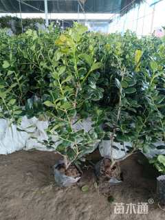 高度50厘米无刺枸骨小苗