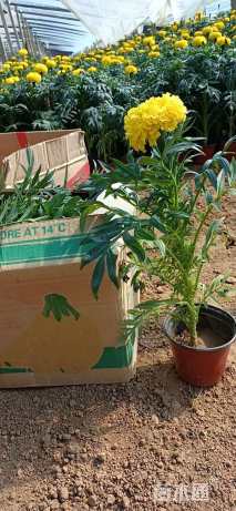 高度15厘米万寿菊