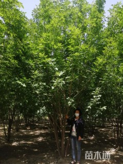 白蜡