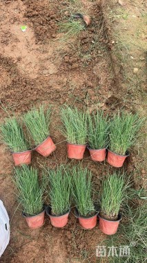 高度30厘米粉黛乱子草