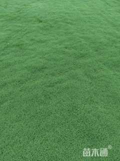 草块状百慕大草