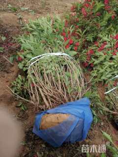 高度120厘米红王子锦带球