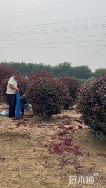 高度100厘米红叶李球