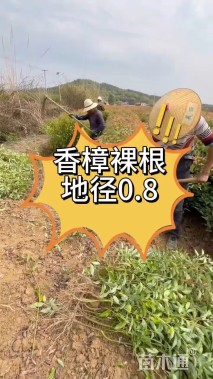 0.5公分香樟