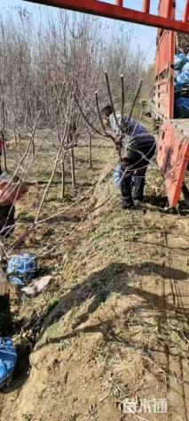 6公分红宝石海棠