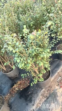 高度60厘米火焰卫矛