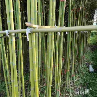 地栽苗早园竹