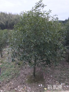 原生苗桂花
