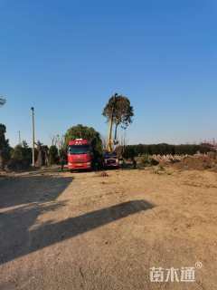 13公分大叶女贞