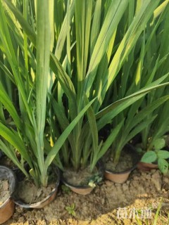 高度40厘米火星花