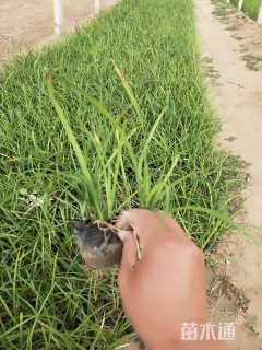 高度15厘米麦冬