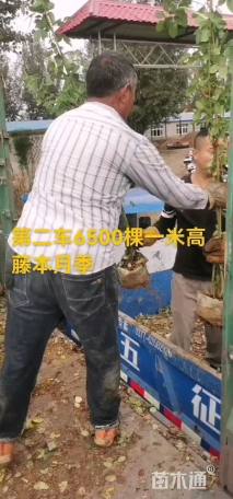 180厘米藤本月季