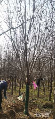 15公分绚丽海棠