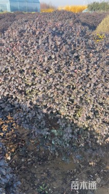 冠幅200厘米红花继木球