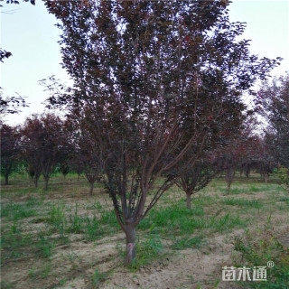 高度350厘米丛生紫叶李