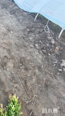 高度35厘米小叶黄杨