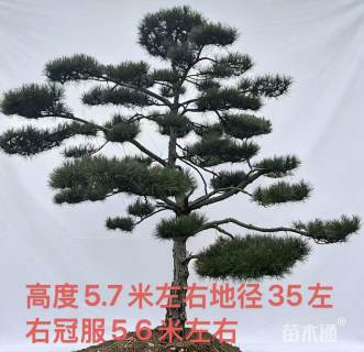 35公分造型油松
